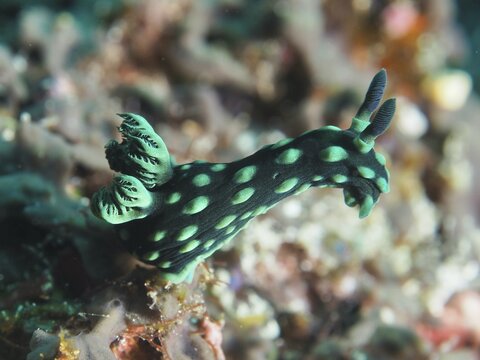 Green nudibranch with bright spots, neon star nudibranch (Nembrotha cristata), in the sea, SD dive site, Nusa Ceningan, Nusa Penida, Bali, Indonesia