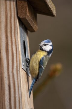 Blue tit, parus caeruleus, birds, high size, portrait format, tits, nest box, passeri, songbirds, tits, birds