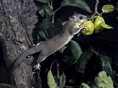 Edible dormouse, fat dormouse, glis glis, rodents, rodentia, dormouse, bilche, bolt, dormice, dormouse, mammals, rodents, sleepers, summer, mixed fruit, buzzers, mammals
