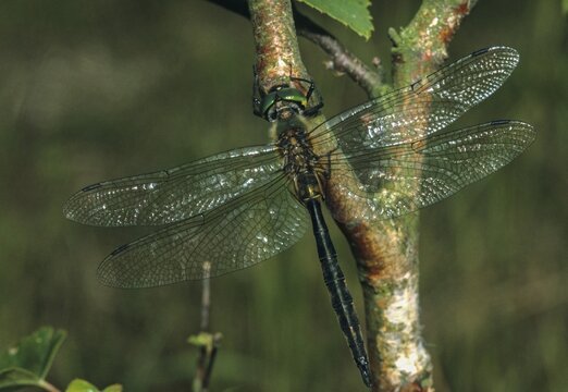 Spotted emerald dragonfly, somatochlora flavomaculata, yellow-spotted emerald, anisoptera, damselflies, dragonflies, insects, dragonflies, odonata