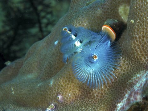 Blue spiral Indo-Pacific Christmas tree worm (Spirobranchus corniculatus) on coral reef, dive site Gondol Reef, Gondol, Bali, Indonesia