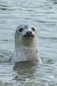 Grey seal (Halichoerus grypus), North Sea, Heligoland, Schleswig-Holstein, Germany