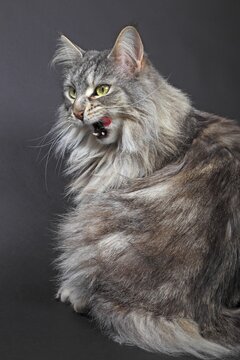 Maine Coon cat licking its mouth, Germany