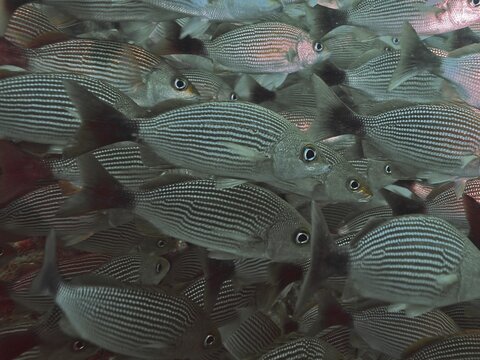 Fish with striking line patterns, the black-spotted grunter (Haemulon maculicauda), swimming in dark waters at the Cano Island dive site, Uvita, Costa Rica, Pacific Ocean, Central America