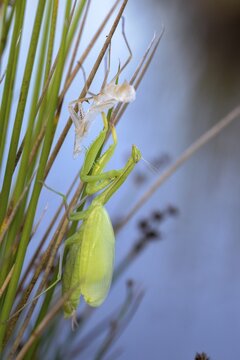 European mantis, European praying mantis, mantis religiosa, mantodea, mantodea, high size, portrait, molting, insects, praying mantis, hatching