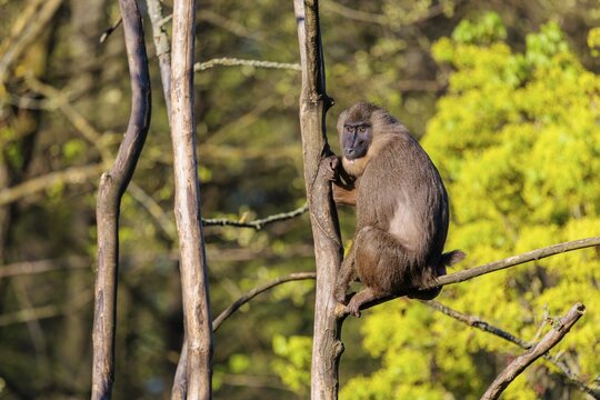 A female Drill (Mandrillus leucophaeus) sits high up in a tree and enjoys the early sunlight. A green forest can be seen in the background