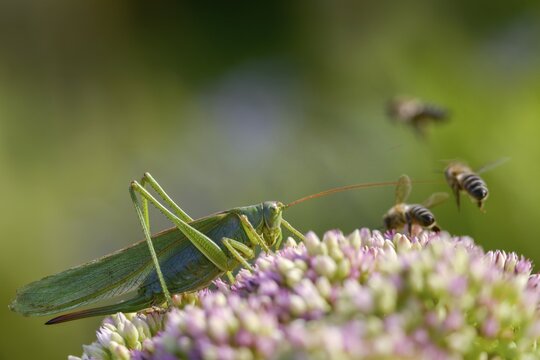 Grasshoppers, Great Green Bush cricket, big hayhorse, green hayhorse, deciduous locusts, songscares, Tettigonia viridissima, tettigonioidea, ensifera, grasshoppers, insects, insects, long-feeler scare