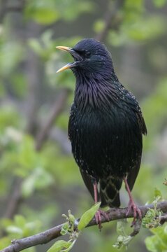Star, Starling, Sturnus Vulgaris, courtship behavior, birds, courtship display, spring, song, high size, portrait format, meadow orchard, passeri, singing, songbirds, song birds, spring, orchard, birds