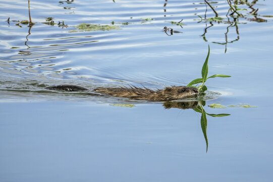 A beaver (Castoridae) with a plant in its mouth is swimming in the water, a small lagoon, Dossenheim, Rhein-Neckar district, Baden-W&uuml;rttemberg, Germany