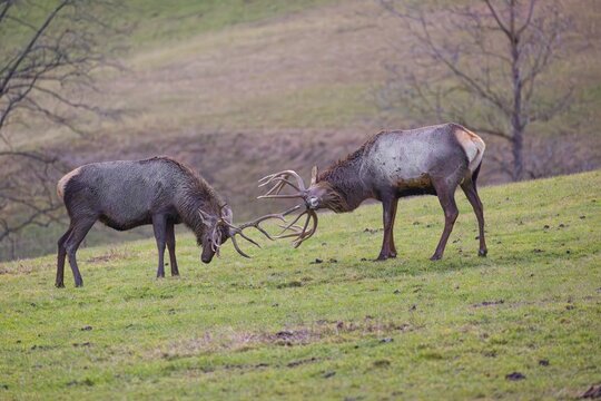 Two Altai maral stags, Altai wapiti or Altai elk (Cervus canadensis sibiricus) fighting each other on a meadow