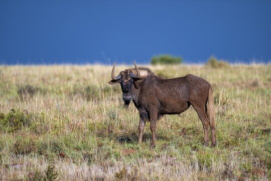 White-tailed wildebeest (Connochaetes gnou), adult, Mountain Zebra National Park, Eastern Cape, South Africa