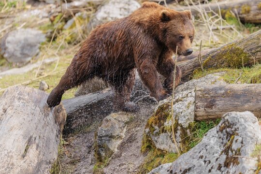 A young male brown bear (Ursus arctos arctos), soaked from bathing in a stream, runs over hilly terrain past rocks and rotting tree trunks