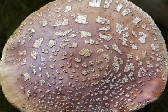 Amanita rubescens, meat mushroom, yellow-ringed pearl mushroom, golmoth, gargle stomach, pug, girl mushroom, pearl sponge, pearl bulge, pustular bulge, reddening bulbous leaf mushroom, reddening bulbous, peeling mushroom, fungi, fungus, mushrooms