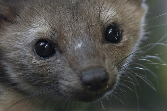 Portrait of a stone marten (Martes foina) at its sleeping spot, close-up, eyes, July, Denmark