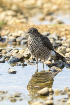 Accipiter Nisus, Accipitriformes, Sparrowhawk, Sparrowhawk, Bath, Bird Bath, Birds, Falconiformes, Birds of Prey, High Size, Portrait Format, Raptor, Raptors, Drinking, Birdbath, Birds, Watering Place