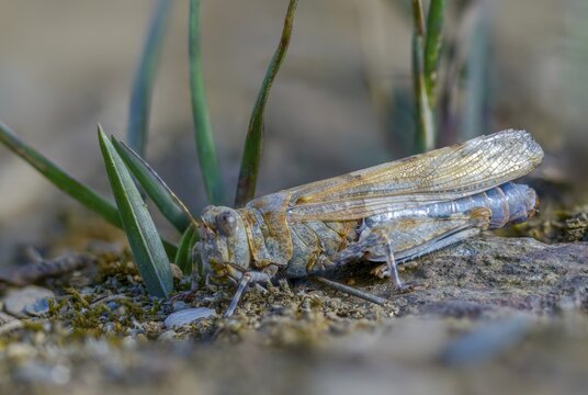 Blue-winged sandscare, caelifera, short-feeler, oedipodinae, slender blue-winged grasshopper, sphingonotus caerulans, flew off, old, grasshoppers, grasshoppers, insects, insects, without antennae, wasteland scare