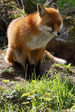 Red fox (Vulpes vulpes), Schleswig-Holstein, Germany