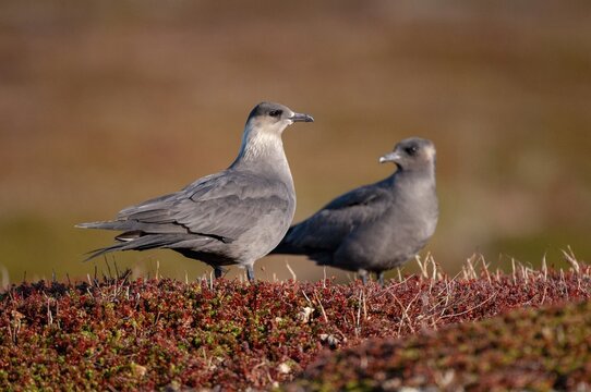 Arctic hunter, arctic skua, arctic tern, Norway, parasitic hunter, parasitic skua, parasite predatory gull, stercorarius parasiticus, varanger, birds, charadriiformes, limikolen, predatory gulls, stercorariidae, birds
