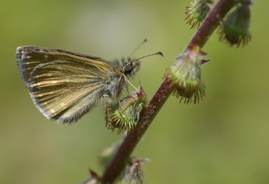 Dingy skipper, dark-headed butterfly, insects, butterflies, insects, butterflies, butterflies, butterflies, butterflies, butterflies