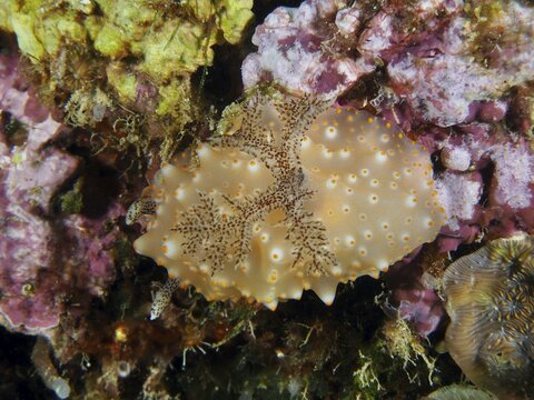 A patterned nudibranch, Batangas Halgerda (Halgerda batangas), on a colourful coral reef, dive site Twin Reef, Penyapangan, Bali, Indonesia