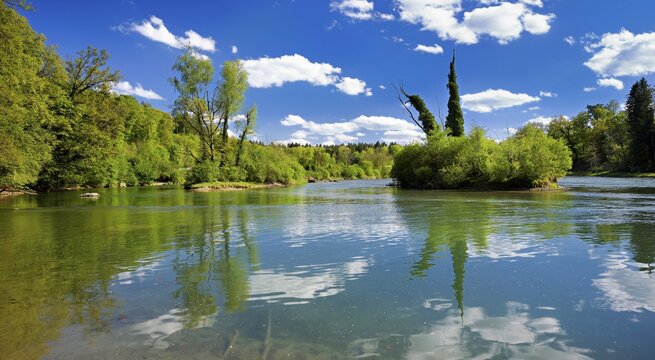 Small island in the Reuss river, beech trees sprouting leaves in spring, Niederwil, Gnadental, Bremgarten district, Canton of Aargau, Switzerland