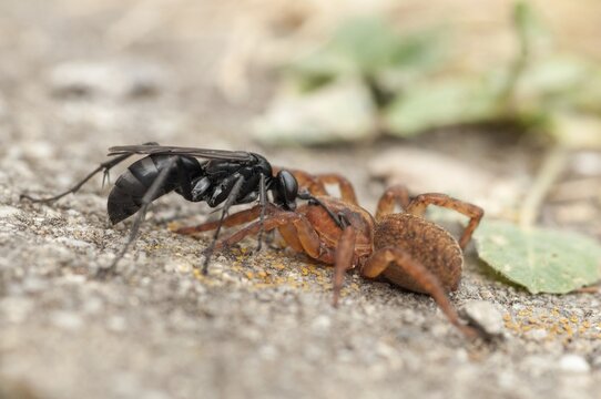 Anoplius nigerrimus, common black spider-hunting wasp, hymenoptera, pompilidae, black spider-digging wasp, wasps, prey, capture, hunting, insects, hunting, spiders, spiders