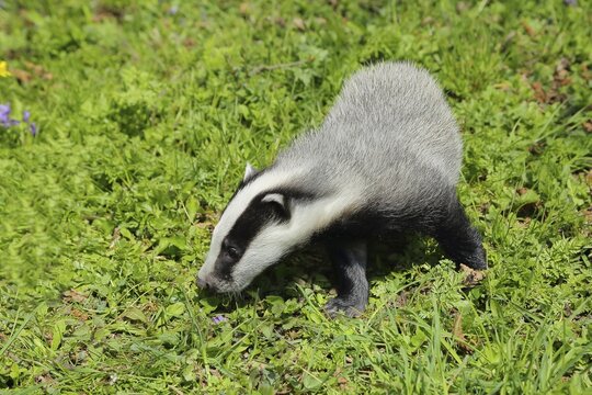 European badger (Meles meles) in a meadow, Wilnsdorf, North Rhine-Westphalia, Germany