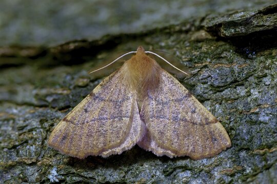 Colotois pennaria, spring feeler autumn tensioner, geometridae, hair back tensioner, tensioner, butterfly, feathered thorn, insects, moths, moths, moths, butterfly