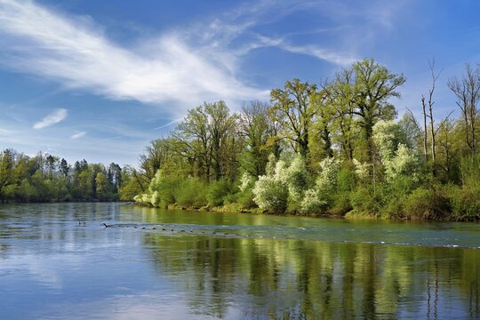A flowering European Bird Cherry (Prunus padus) on the banks of the River Reuss, Merenschwand, Freiamt, Canton of Aargau, Switzerland