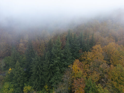Aerial view of a dense forest with a mix of evergreen and deciduous trees shrouded in thick morning mist in Iceland.