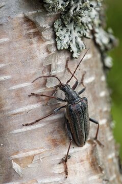 Finland, Oxymirus Cursor, Shoulder Longhorn Beetle, Toxotus Cursor, Beetle, Longhorn Beetle, Coleoptera, Female, High Size, Portrait Format, Insects, Beetles, Female