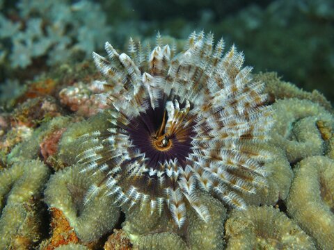 Tube worm (Sabellastarte) with colourful, spreading patterns Feathered animal in coral under water, dive site Spice Reef, Penyapangan, Bali, Indonesia