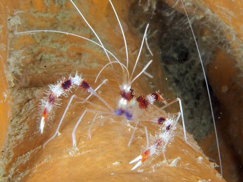 Translucent striped shrimp with red and purple accents, the Banded Coral Shrimp (Stenopus hispidus), on a bright orange surface, dive site: John Pennekamp Coral Reef State Park, Key Largo, Florida Keys, Florida, USA