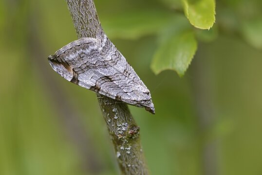 Aplocera plagiata, defoliating moth, large St. John's wort tensioner, Saint John's wort inchworm, insects, moths, moths, butterflies, treble bar