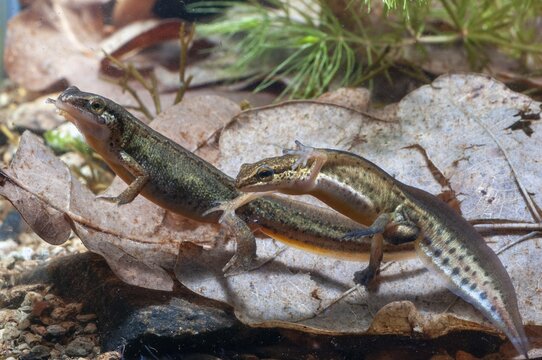Newt, Lissotriton helveticus, palmate newt, triturus helveticus, amphibians, amphibians, courtship behavior, caudata, courtship display, female, amphibians, male, newt, tail amphibians, water newts, female