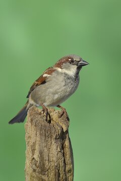 House Sparrow (Passer domesticus), male, sitting on a tree stump, Wilden, North Rhine-Westphalia, Germany
