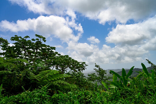 green trees and Bananas trees at rain forest, El Yunque, Puerto Rico.