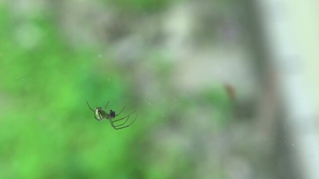 Spider being blown around in web
