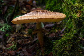 Fototapeta premium A photo of a mushroom