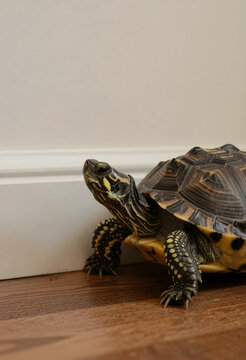 Pet turtle on wooden floor, domestic animal care and exotic pet ownership, reptile in home environment
