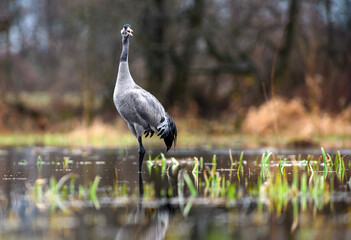 Naklejka premium Common crane calling in a wetland habitat