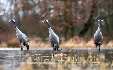 Obraz premium Group of Common Cranes in a Wetland Habitat