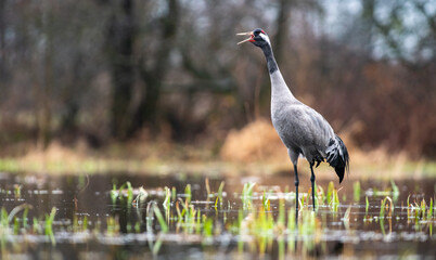 Naklejka premium Common Crane Calling in Spring Wetland