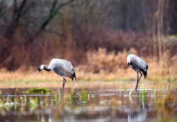 Naklejka premium Two common cranes foraging in a wetland
