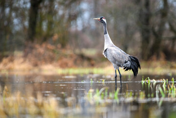 Naklejka premium Common crane standing in a wetland habitat