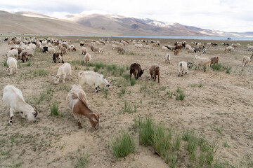 Fototapeta premium pashmina goats pacing in Ladakh India