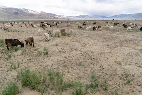 pashmina goats pacing in Ladakh  India
