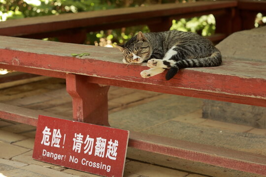 Sleeping Cat Ignores No Crossing Sign at Songyang Academy
