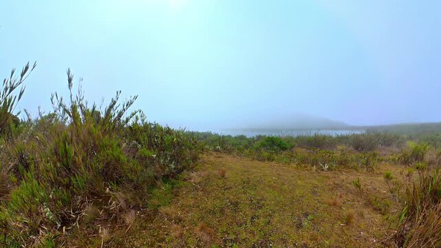 Misty paramo landscape with lake and frailejon plants