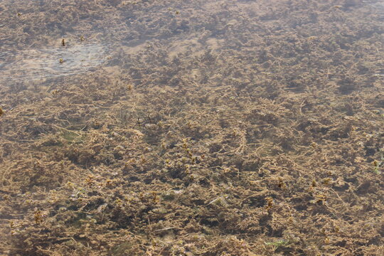Underwater Plants and Algae Growing on Muddy Lake Bed